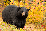 wildlife;bear;bears;black-bear;Ursus-americanus;Northern-NH;NH;foliage;D5