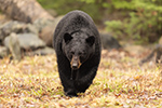 wildlife;bear;bears;black-bear;Ursus-americanus;Sugar-Hill;NH;grass;D5