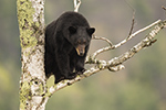 wildlife;bear;bears;black-bear;Ursus-americanus;North-NH;NH;female;Birch;Tree;D5