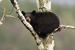 wildlife;bear;bears;black-bear;Ursus-americanus;North-NH;NH;cub;Birch;Tree;D5