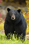 wildlife;bear;bears;black-bear;Ursus-americanus;North-NH;NH;portrait;Foliage;D5