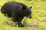 wildlife;bear;bears;black-bear;Ursus-americanus;North-NH;NH;grass;male;field;D5