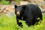 wildlife;bear;bears;black-bear;Ursus-americanus;North-NH;NH;grass;D4s