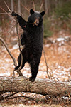 wildlife;bear;bears;black-bear;Ursus-americanus;Sugar-Hill;NH;Cubs;D5