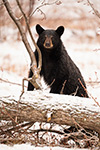 wildlife;bear;bears;black-bear;Ursus-americanus;North-NH;NH;Snow;D5