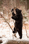 wildlife;bear;bears;black-bear;Ursus-americanus;North-NH;NH;Snow;D5