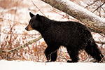 wildlife;bear;bears;black-bear;Ursus-americanus;North-NH;NH;Tree;Snow;D5