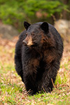 wildlife;bear;bears;black-bear;Ursus-americanus;cinnamon;North-NH;NH;D850