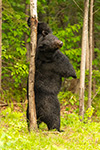 wildlife;bear;bears;black-bear;Ursus-americanus;North-NH;NH;tree;male;D5