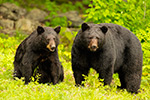 wildlife;bear;bears;black-bear;Ursus-americanus;male;female;Northern-NH;NH;field;D5
