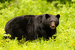 wildlife;bear;bears;black-bear;Ursus-americanus;male;Northern-NH;NH;field;D5