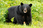 wildlife;bear;bears;black-bear;Ursus-americanus;North-NH;NH;Field;D5