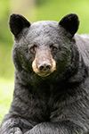 wildlife;bear;bears;black-bear;Ursus-americanus;North-NH;NH;Snow;D5