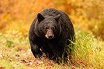 wildlife;bear;bears;black-bear;Ursus-americanus;North-NH;NH;foliage;orange;D5