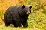 wildlife;bear;bears;black-bear;Ursus-americanus;North-NH;NH;foliage;orange;D5