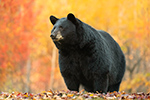 wildlife;bear;bears;black-bear;Ursus-americanus;North-NH;NH;foliage;orange;D5