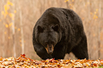 wildlife;bear;bears;black-bear;Ursus-americanus;North-NH;NH;Foliage;D5