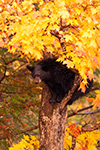 wildlife;bear;bears;black-bear;Ursus-americanus;North-NH;NH;maple;foliage;orange;D5