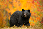 wildlife;bear;bears;black-bear;Ursus-americanus;North-NH;NH;foliage;orange;D5