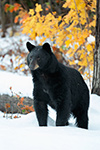 wildlife;bear;bears;black-bear;Ursus-americanus;North-NH;NH;foliage;snow;D5