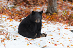 wildlife;bear;bears;black-bear;Ursus-americanus;North-NH;NH;foliage;snow;leaves;D5