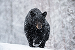 wildlife;bear;bears;black-bear;Ursus-americanus;North-NH;NH;Snow;D5