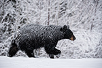 wildlife;bear;bears;black-bear;Ursus-americanus;North-NH;NH;Snow;D5