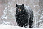 wildlife;bear;bears;black-bear;Ursus-americanus;North-NH;NH;Snow;D5