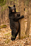 wildlife;bear;bears;black-bear;Ursus-americanus;North-NH;NH;Tree;Standing;Hugging;D5