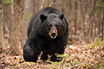 wildlife;bear;bears;black-bear;Ursus-americanus;North-NH;NH;woods;forest;approach;male;D5