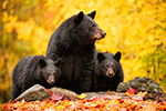 wildlife;bear;bears;black-bear;Ursus-americanus;Cub;Cubs;Fall;Foliage;North-NH;NH;Z9