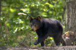 wildlife;bear;bears;black-bear;Ursus-americanus;Cub;Cannon-Mountain;Franconia;NH;D3X
