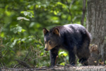 wildlife;bear;bears;black-bear;Ursus-americanus;Cub;Cannon-Mountain;Franconia;NH;D3X