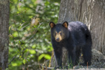 wildlife;bear;bears;black-bear;Ursus-americanus;Cub;Cannon-Mountain;Franconia;NH;D3X