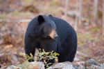 wildlife;bear;bears;black-bear;Ursus-americanus;Sugar-Hill;NH;rocks;brush;D4s;800mm