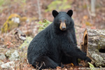 wildlife;bear;bears;black-bear;Ursus-americanus;Sugar-Hill;NH;stump;wet;D4s;800mm