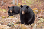 wildlife;bear;bears;black-bear;Ursus-americanus;Sugar-Hill;NH;rocks;cub;D4s;800mm