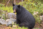 wildlife;bear;bears;black-bear;Ursus-americanus;Sugar-Hill;NH;stump;wet;D4s;800mm