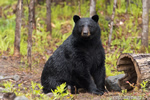 wildlife;bear;bears;black-bear;Ursus-americanus;Sugar-Hill;NH;stump;wet;D4s;600mm