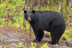 wildlife;bear;bears;black-bear;Ursus-americanus;Sugar-Hill;NH;stump;wet;D4s;600mm