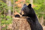 wildlife;bear;bears;black-bear;Ursus-americanus;Sugar-Hill;NH;hollow-tree;D4s
