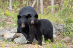 wildlife;bear;bears;black-bear;Ursus-americanus;Sugar-Hill;NH;cub;rocks;D4s;600mm