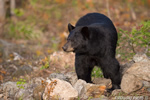 wildlife;bear;bears;black-bear;Ursus-americanus;Sugar-Hill;NH;stump;wet;D4s;800mm