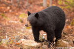 wildlife;bear;bears;black-bear;Ursus-americanus;Sugar-Hill;NH;stump;wet;D4s;800mm