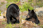 wildlife;bear;bears;black-bear;Ursus-americanus;Sugar-Hill;NH;cub;stump;D4s;600mm