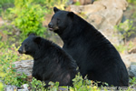 wildlife;bear;bears;black-bear;Ursus-americanus;Sugar-Hill;NH;couple;love;D4s;600mm