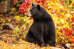 wildlife;bear;bears;black-bear;Ursus-americanus;Sugar-Hill;NH;female;foliage;D4s;600mm