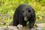 wildlife;bear;bears;black-bear;Ursus-americanus;Sugar-Hill;NH;rocks;wet;D4s;800mm