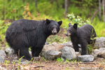 wildlife;bear;bears;black-bear;Ursus-americanus;Sugar-Hill;NH;rocks;wet;D4s;600mm