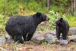 wildlife;bear;bears;black-bear;Ursus-americanus;Sugar-Hill;NH;rocks;wet;D4s;600mm